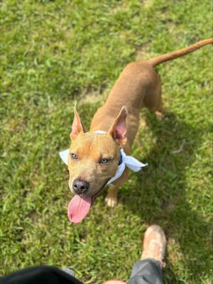 A brown dog with a white bandana around its neck is standing on a grassy field, looking up at the camera with its tongue out.