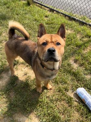Tickle, Chow Chow / Pit Bull Terrier, adult, available for adoption