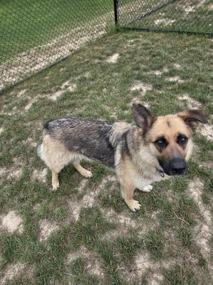 A tan and black dog stands on a patch of dry grass near a chain-link fence.