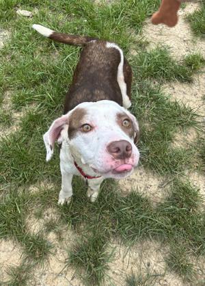 A brown and white dog with floppy ears and a red collar is standing on grass, looking up with its tongue out.