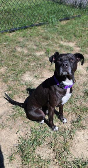 Folio, Pit Bull Terrier / Mixed Breed, adult, available for adoption