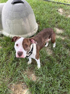 Charisma, Pit Bull Terrier, adult, available for adoption