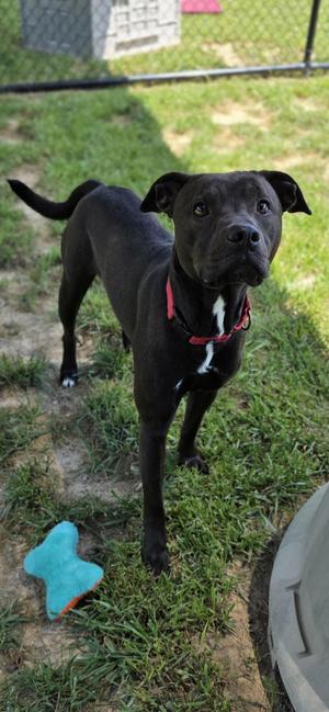 Beetle, Pit Bull Terrier, adult, available for adoption