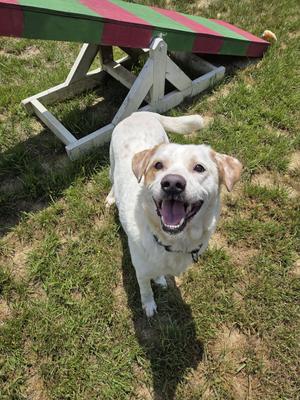 Badger, Labrador Retriever, adult, available for adoption