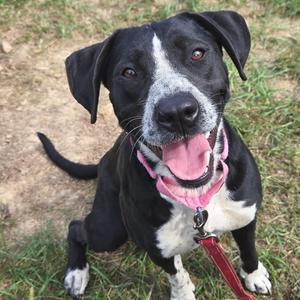 Fable, Labrador Retriever, adult, available for adoption