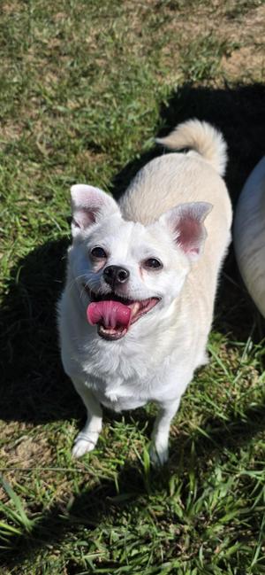Peanut, Chihuahua, senior, available for adoption