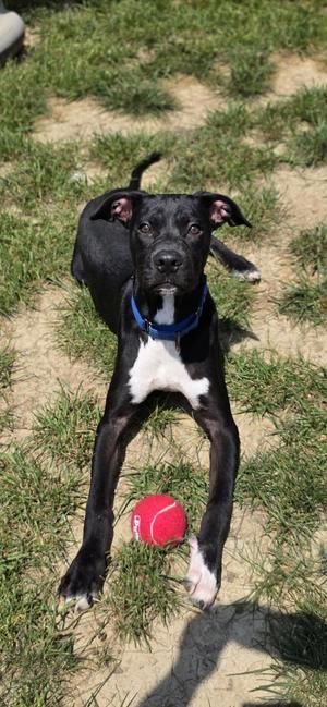 Silver Fish, Pit Bull Terrier, young, available for adoption