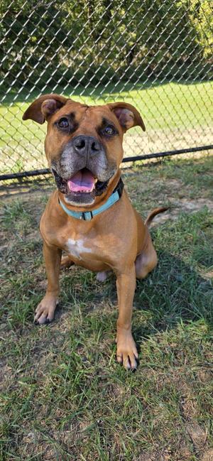 Reckless, American Bully, adult, available for adoption