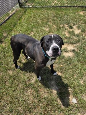 A medium-sized, dark-colored dog with white markings on its face and chest stands on grass in an outdoor enclosure.