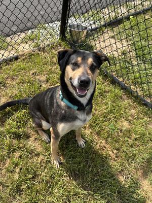 Leia, German Shepherd Dog, adult, available for adoption