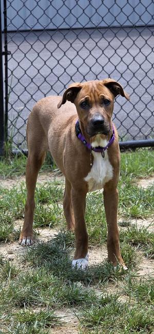 Aphid, Pit Bull Terrier, young, available for adoption