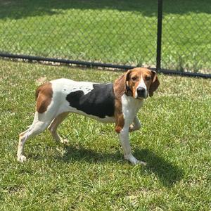 a brown, black, and white dog standing on grass