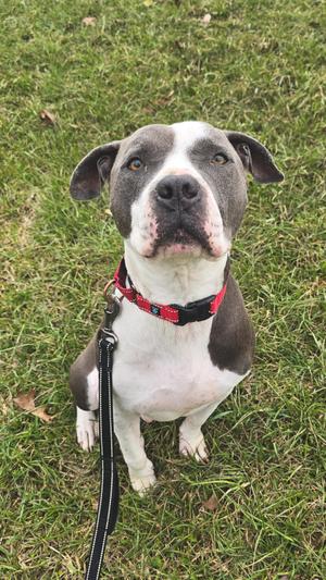 Yogi, Pit Bull Terrier, adult, available for adoption