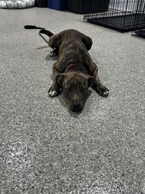 A brindle-colored dog lying on a gray carpeted floor, with its head resting on the ground and its body stretched out. The dog has a red collar and is positioned near a black wire crate and a white dog bed in the background.