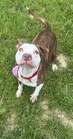 Gordy, Pit Bull Terrier, adult, available for adoption