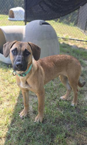 A brown dog with a green collar standing on grass in an outdoor enclosure.