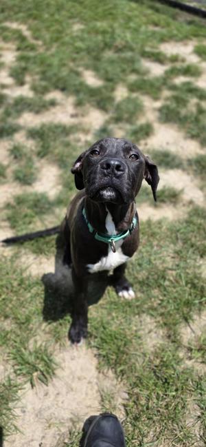 Tarantula, Pit Bull Terrier, young, available for adoption
