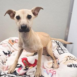 a light-colored dog sitting on a patterned blanket