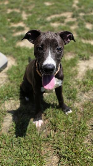 Grass Hopper, Pit Bull Terrier, young, available for adoption