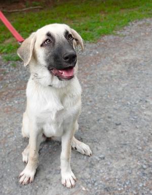 a light-colored dog sitting on a gravel path, wearing a red leash
