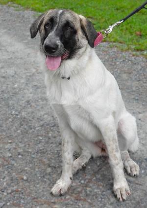 a white dog with black markings on its face and ears, sitting on a gravel path with its tongue out