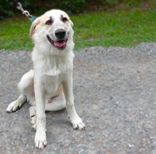 Bobby, Great Pyrenees / Anatolian Shepherd, young, available for adoption