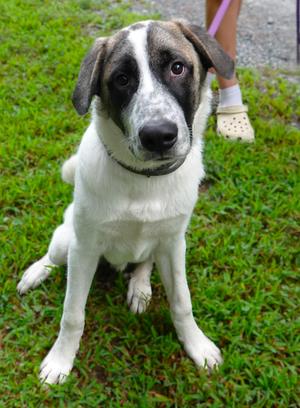 Cooper, Anatolian Shepherd / Great Pyrenees, young, available for adoption