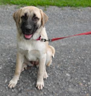 A light-colored dog with a black face and ears, sitting on a gravel surface, wearing a red leash.
