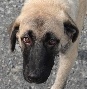 A close-up of a dog with a black muzzle and brown eyes, standing on a gravel surface.