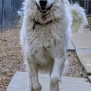 A fluffy white dog standing on a concrete path with its mouth open, showing its teeth. The dog is wearing a collar and appears to be in an outdoor area with a fence and gravel in the background.