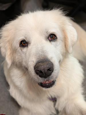 A close-up of a fluffy white dog with brown eyes and a black nose, looking directly at the camera.