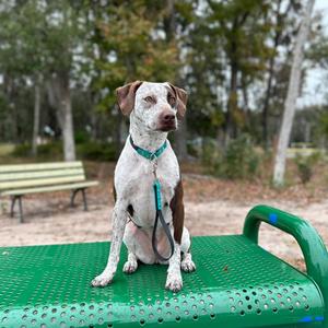Arya, Pointer, German Shorthaired, adult, available for adoption
