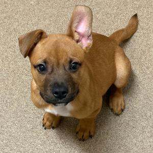 Fire Cracker Sebastian, Black Mouth Cur, puppy, available for adoption