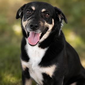 Ace O'Neal, Mixed Breed (Medium), adult, available for adoption