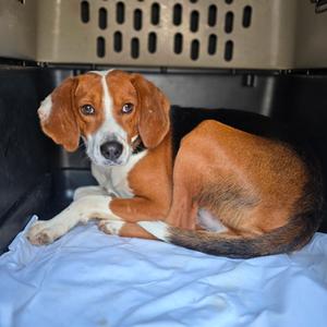 Buck, Beagle, adult, available for adoption