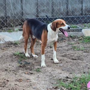 a beagle dog standing on a dirt ground with a chain-link fence in the background