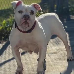 Carnita, Bulldog, adult, available for adoption
