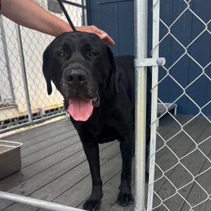 Brady, Retriever, Black Labrador, adult, available for adoption