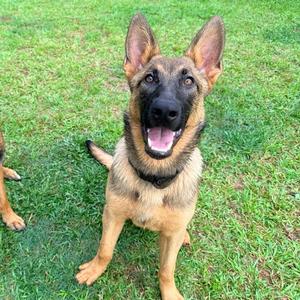 A happy German Shepherd dog sitting on grass with its mouth open and tongue out.
