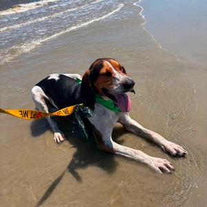 Duke, Coonhound, Treeing Walker, adult, available for adoption