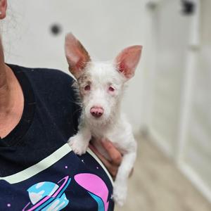 Helen Keller, Terrier, Parson Jack Russell, available for adoption