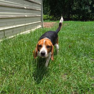 Bagel, Beagle, adult, available for adoption