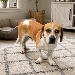 Cardi, Beagle, adult, available for adoption