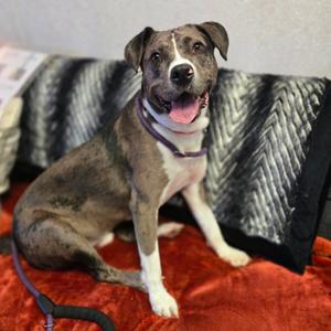 Camo, Mixed Breed (Medium), adult, available for adoption