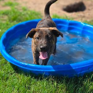 Caper, Mixed Breed (Medium), available for adoption