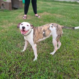 A brown and white dog with a happy expression standing on a grassy field.