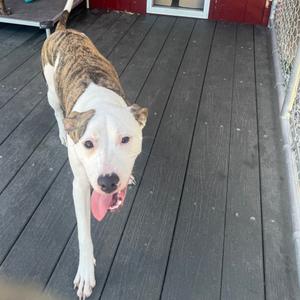 A brindle and white dog with its tongue out, standing on a wooden deck.