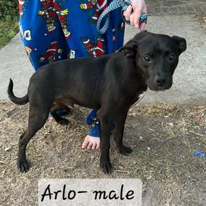 Arlo, Collie, Border, adult, available for adoption