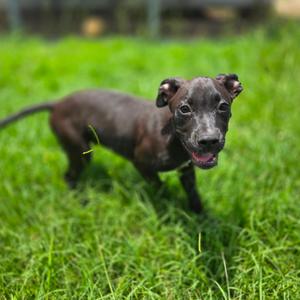 Frodo, Mixed Breed (Medium), puppy, available for adoption