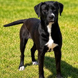 Delphine aka Lilliputian, Retriever, Black Labrador, adult, available for adoption